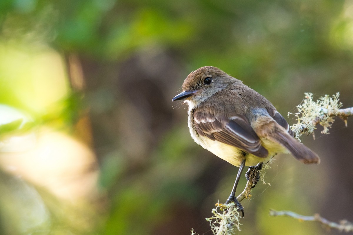 Galapagos Flycatcher - ML617546170