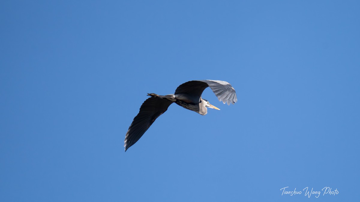 Great Blue Heron - ML617546176