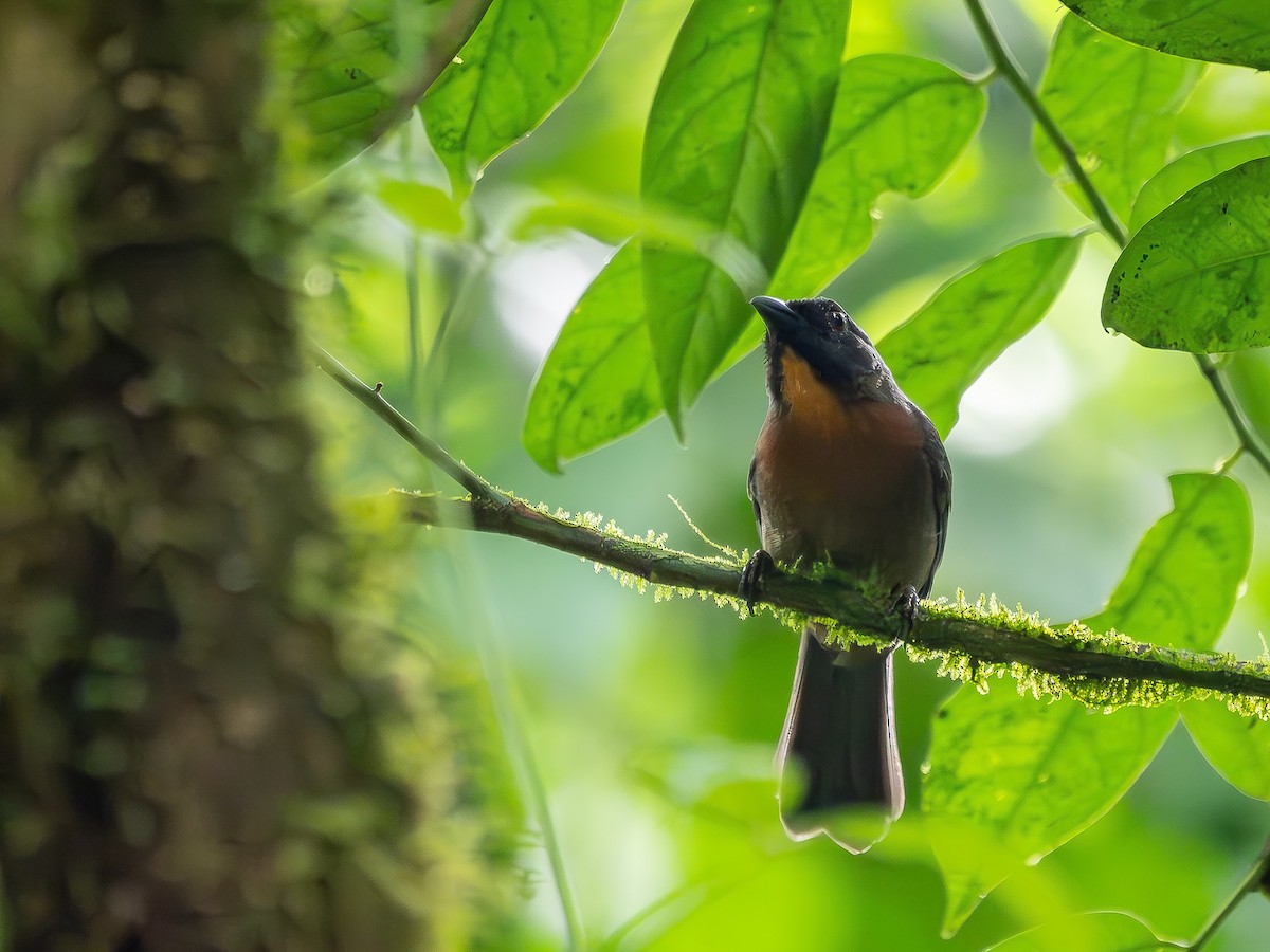 Black-cheeked Ant-Tanager - ML617546208