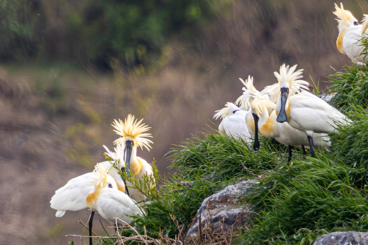 Black-faced Spoonbill - ML617546222