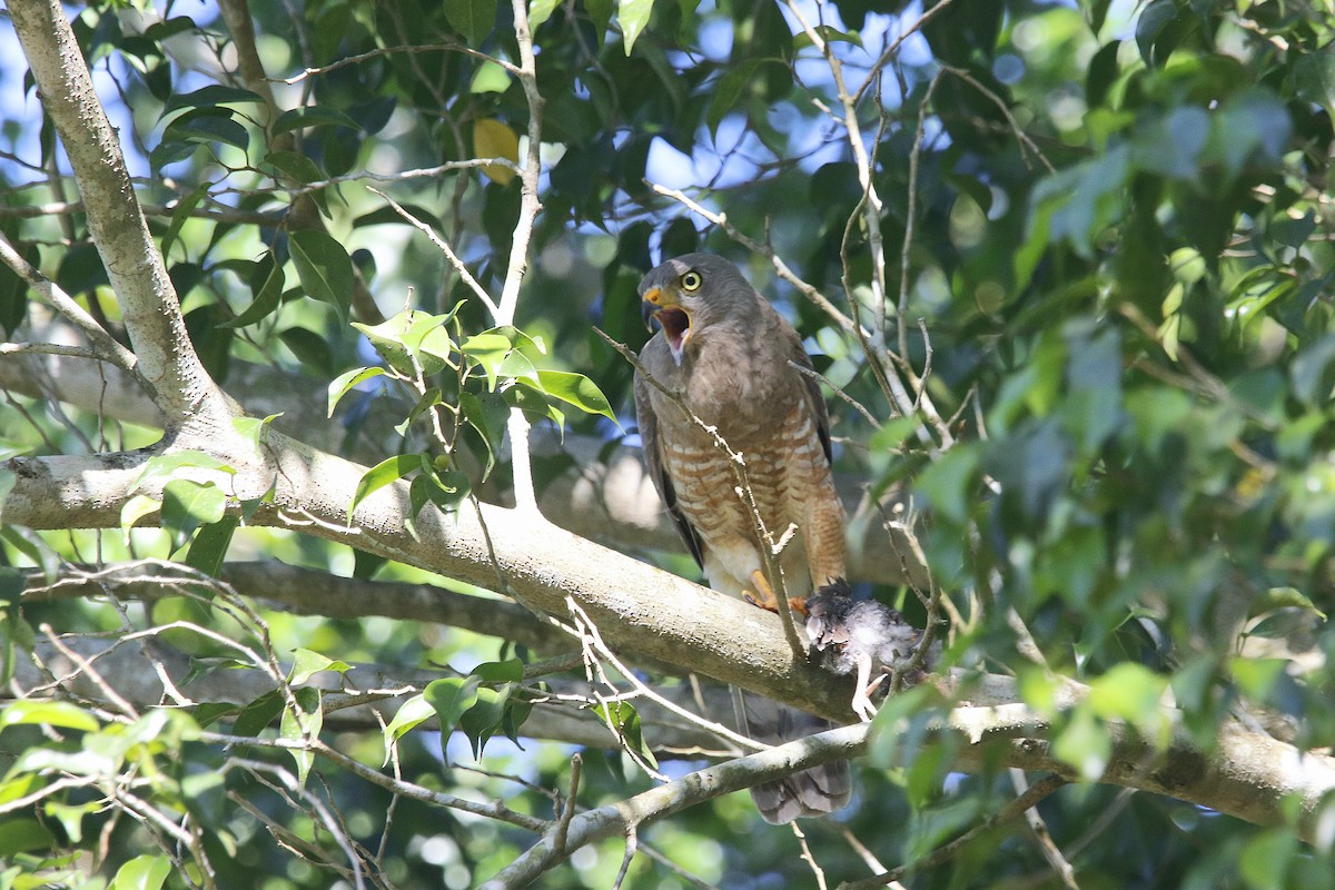 Roadside Hawk - ML617546225