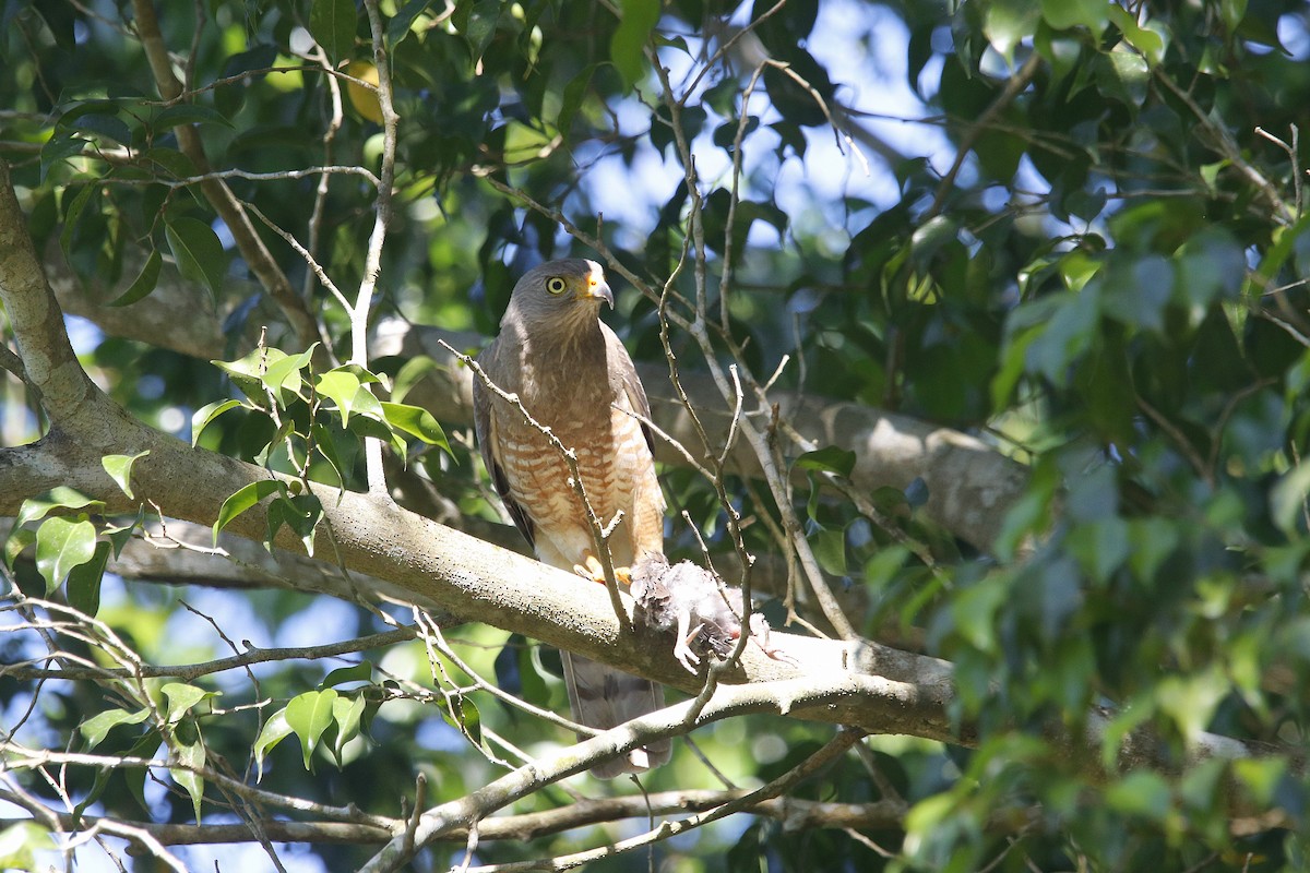 Roadside Hawk - ML617546226