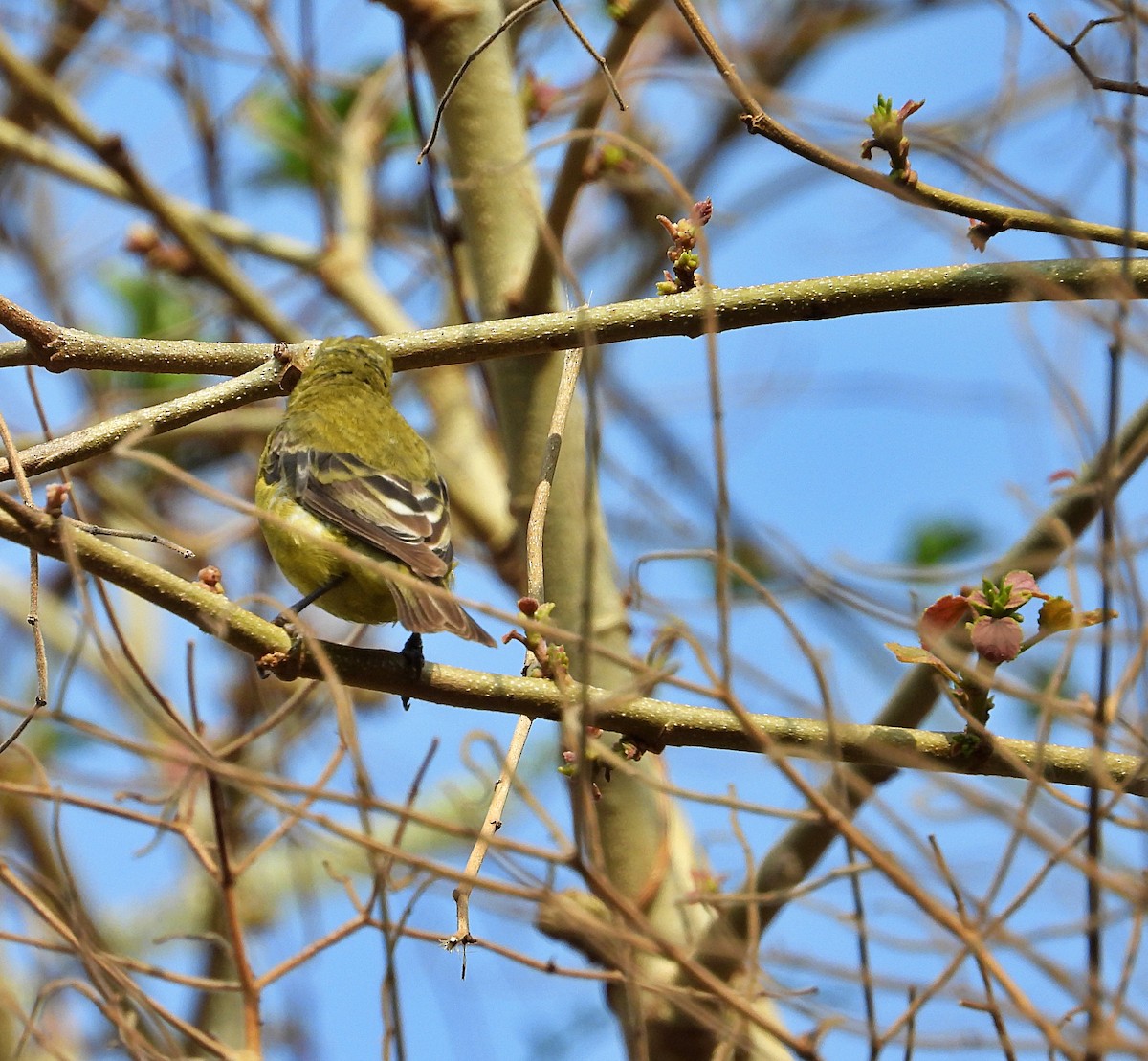 Lesser Goldfinch - ML617546268