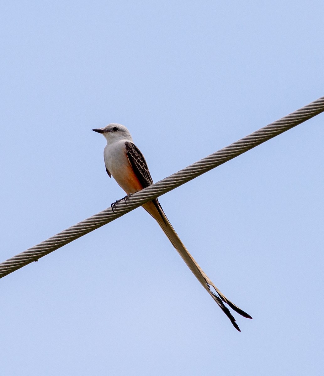 Scissor-tailed Flycatcher - ML617546349