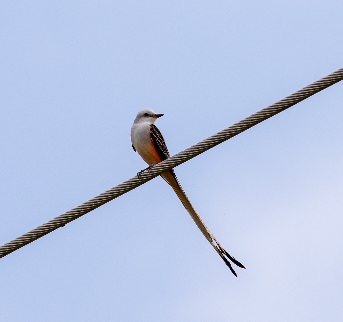 Scissor-tailed Flycatcher - ML617546350