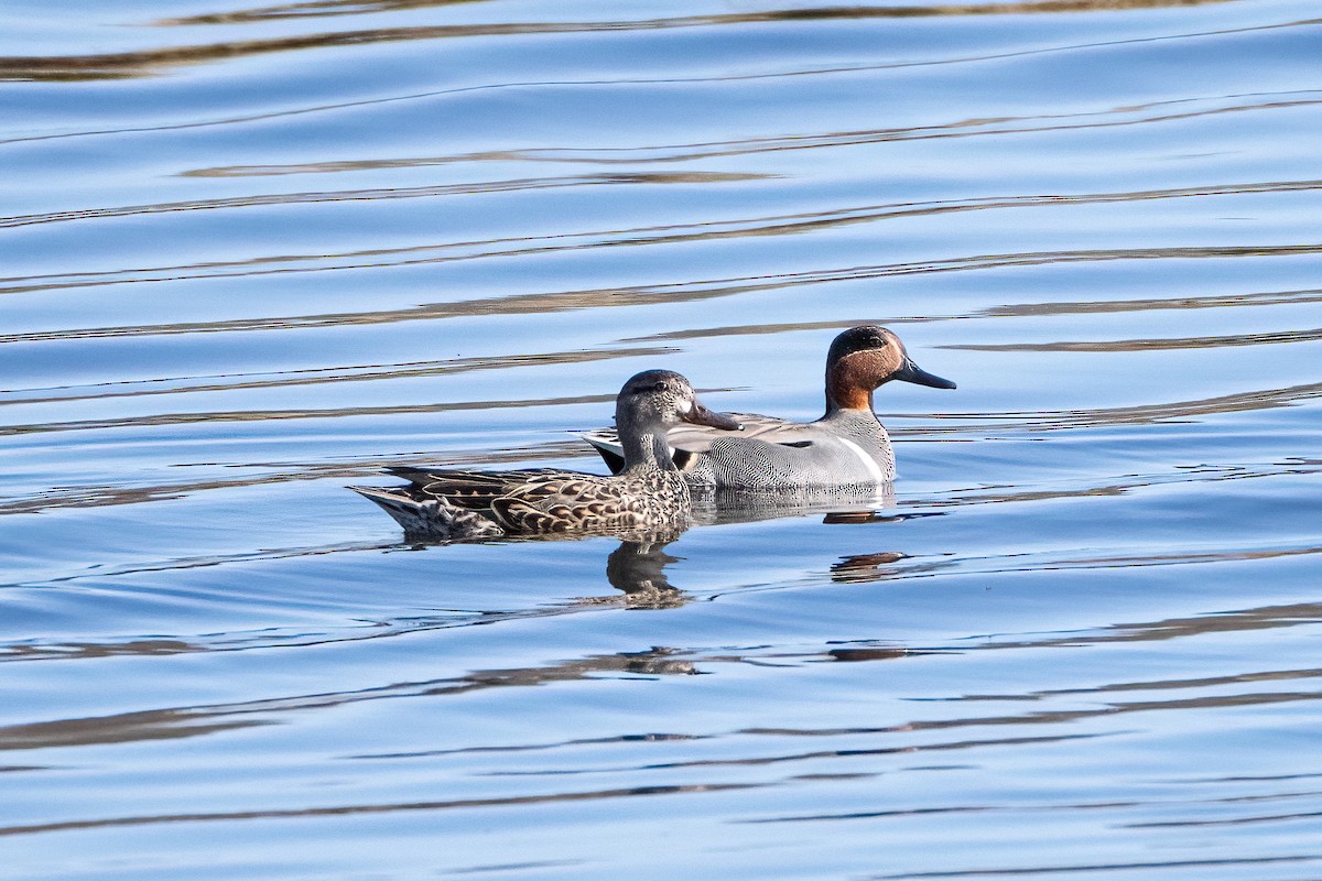 Green-winged Teal - ML617546356