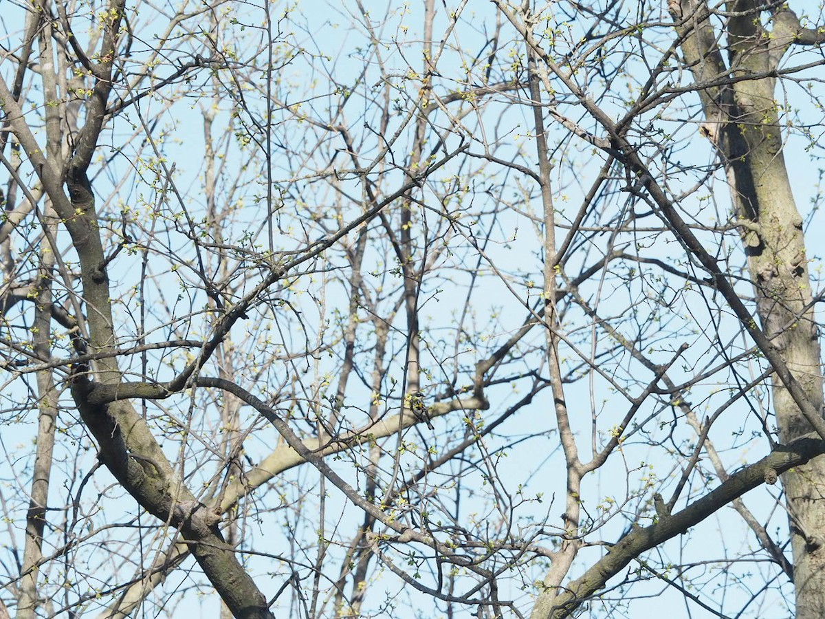 Tufted Titmouse - ML617546372