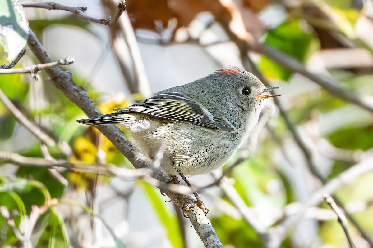 Ruby-crowned Kinglet - Shori Velles