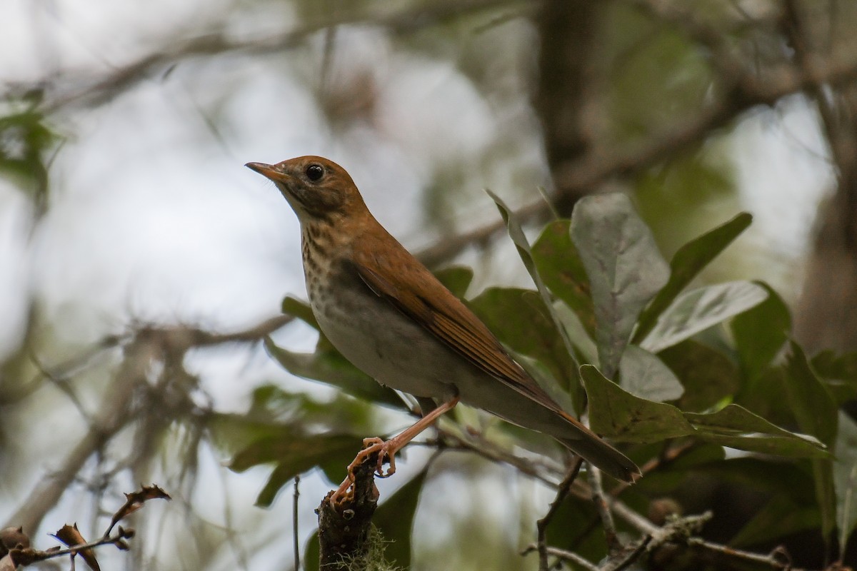 Veery - ML617546551