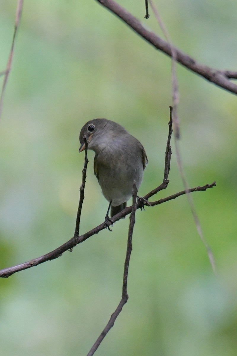 Eastern Wood-Pewee - ML617546565