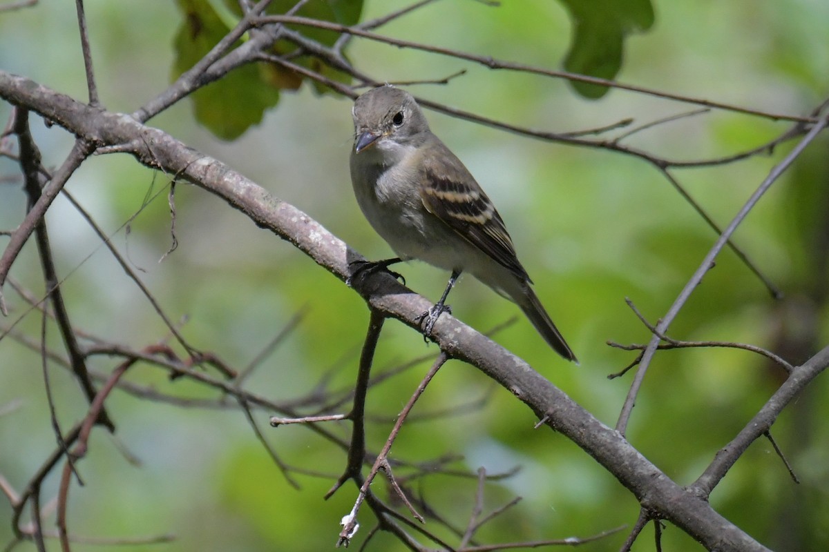 Eastern Wood-Pewee - ML617546566