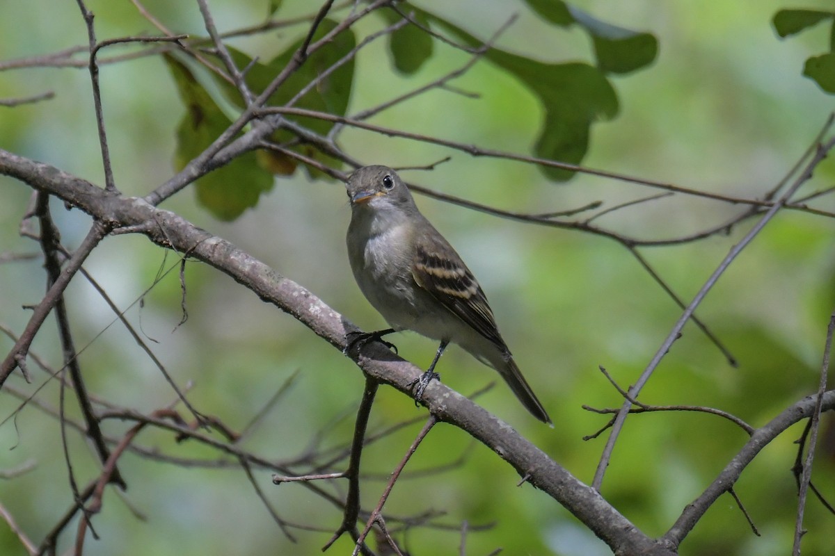 Eastern Wood-Pewee - ML617546567