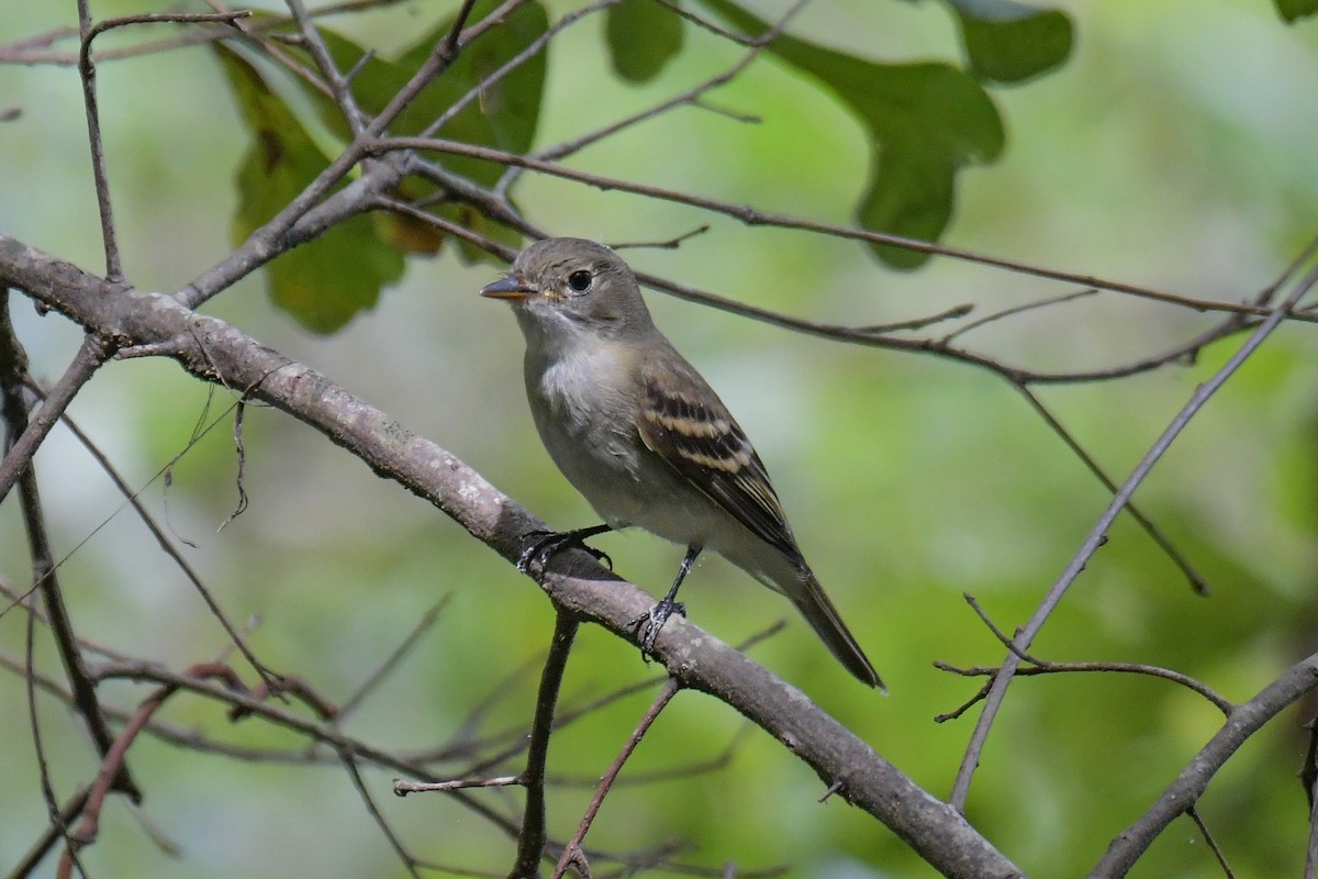 Eastern Wood-Pewee - ML617546568