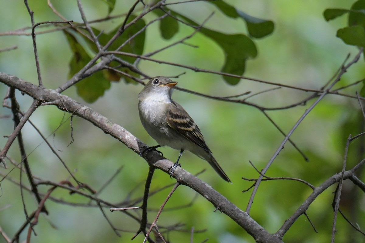 Eastern Wood-Pewee - ML617546569