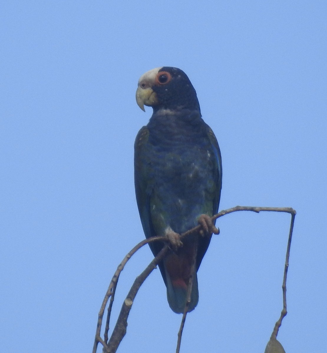 White-crowned Parrot - ML617546609