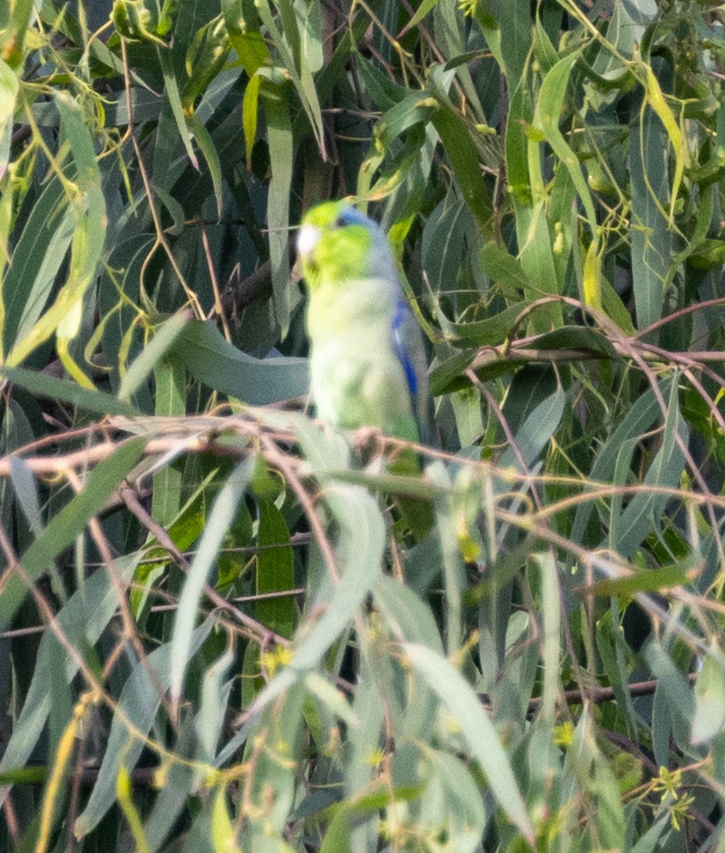 Pacific Parrotlet - ML617546686