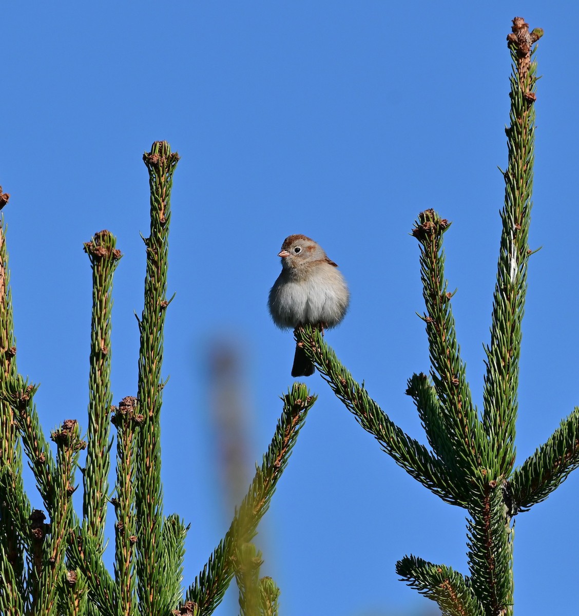 Field Sparrow - David Chewning