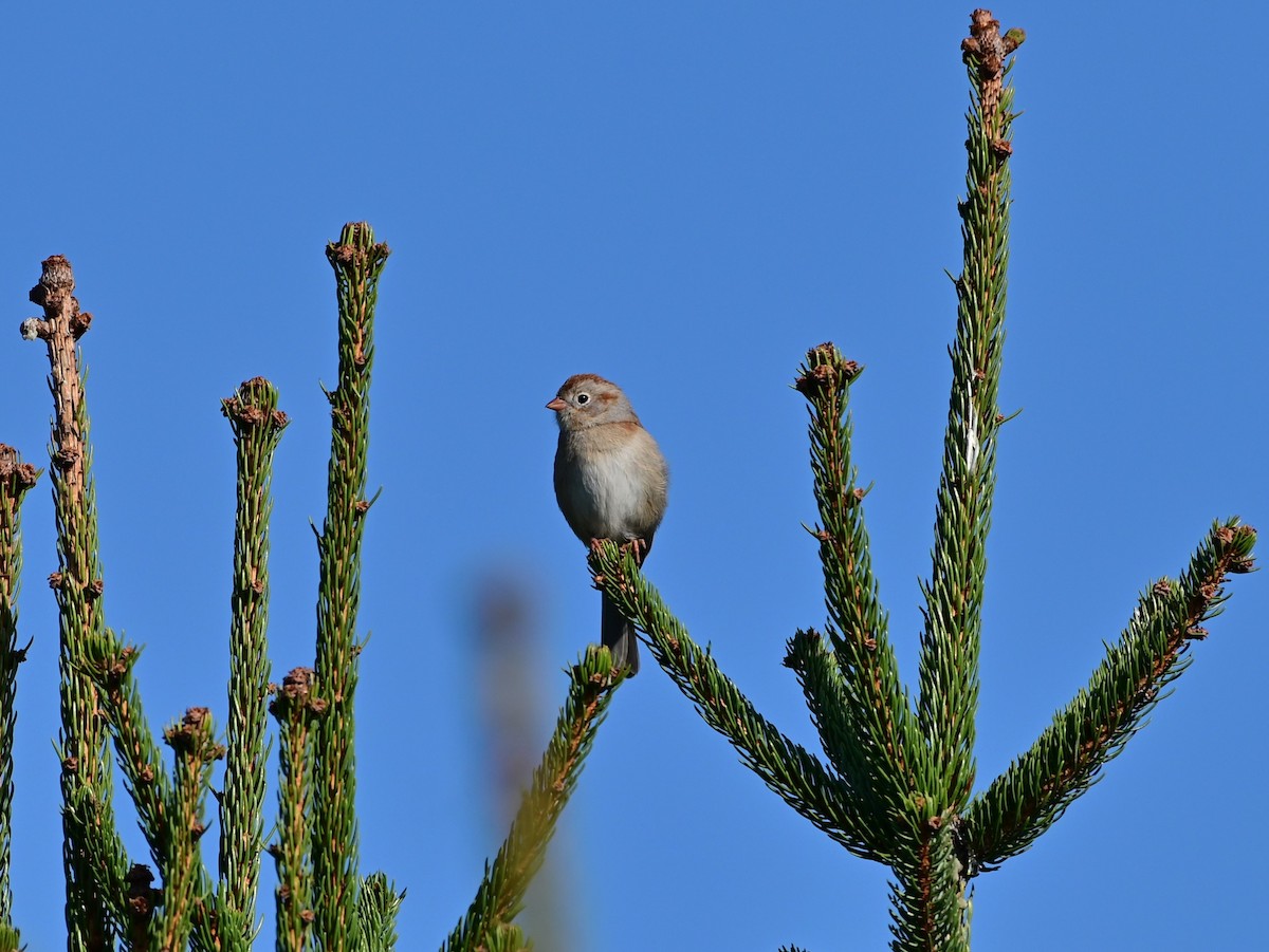 Field Sparrow - David Chewning