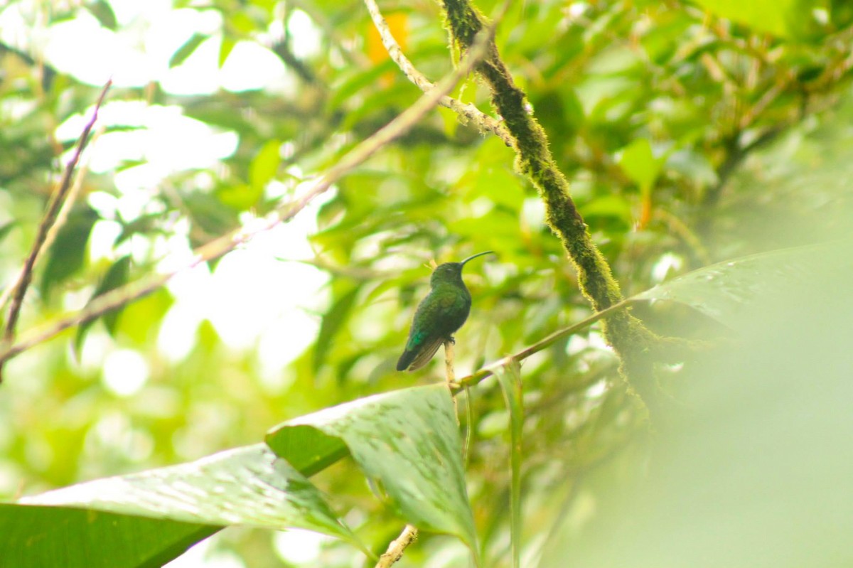 Зеленогрудый колибри - ML617546717