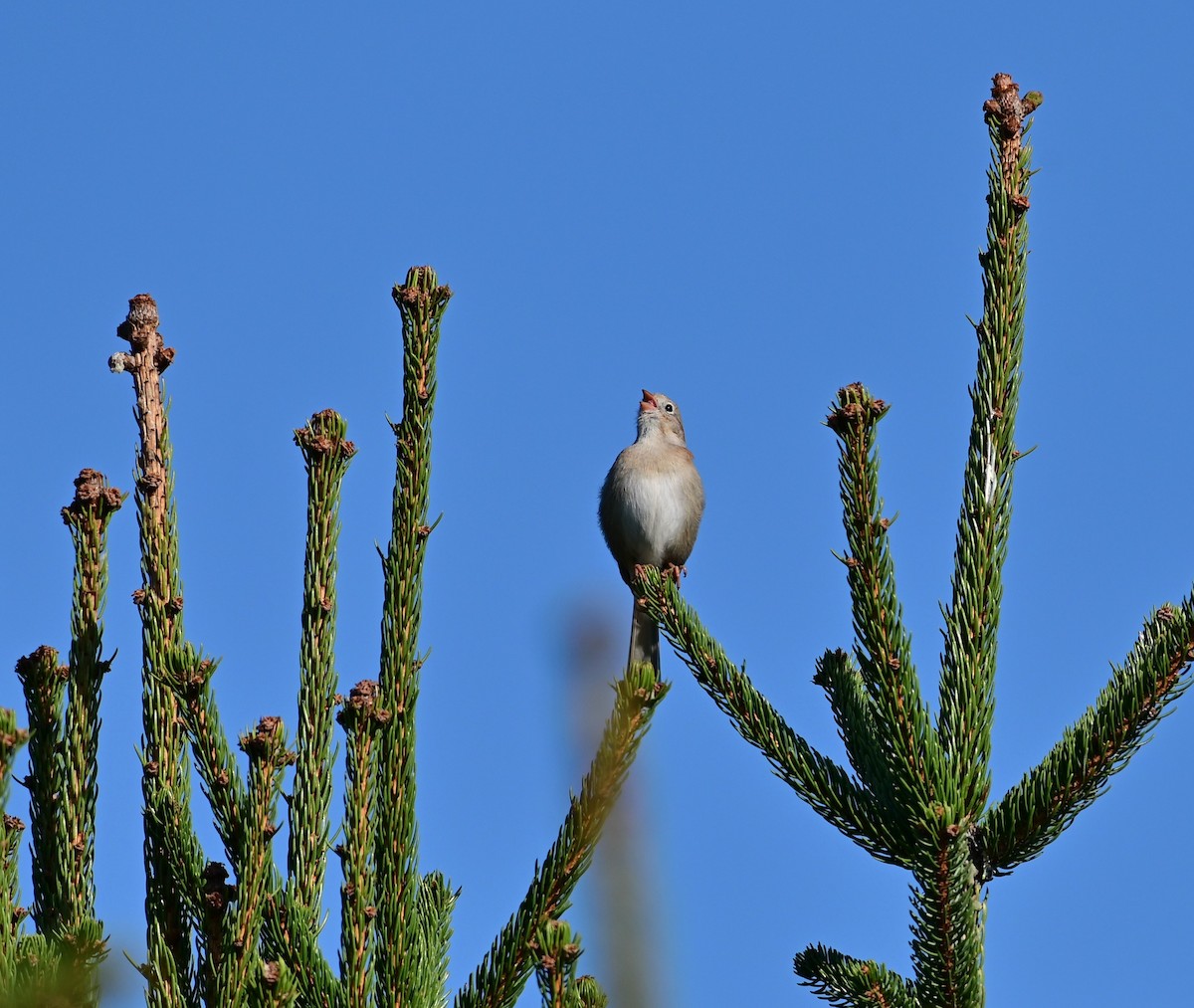 Field Sparrow - ML617546752