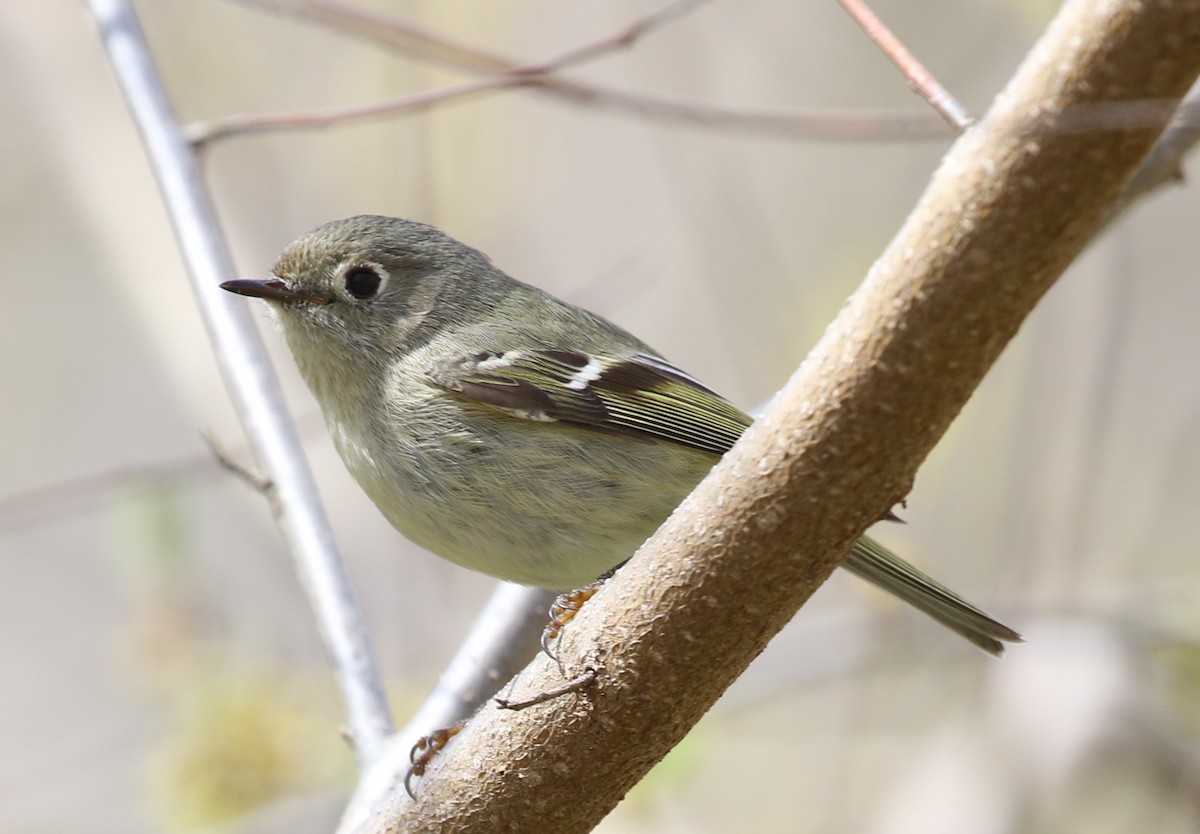 Ruby-crowned Kinglet - maggie peretto