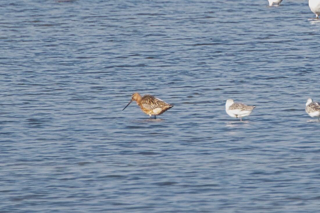 Bar-tailed Godwit - ML617546801