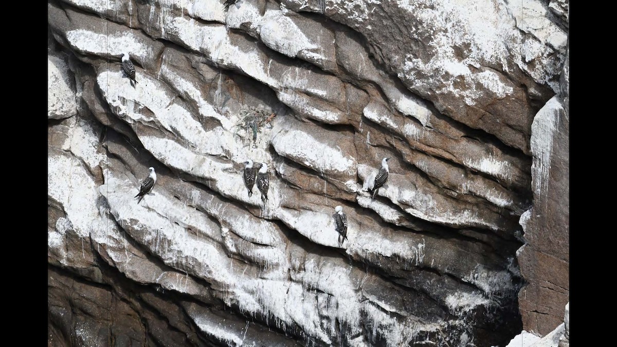 Peruvian Booby - ML617546818