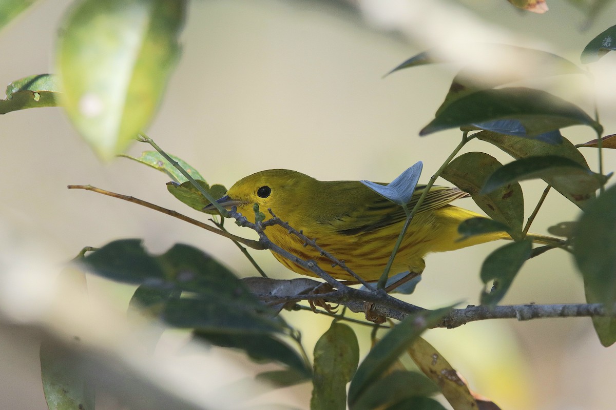 Yellow Warbler - ML617546827