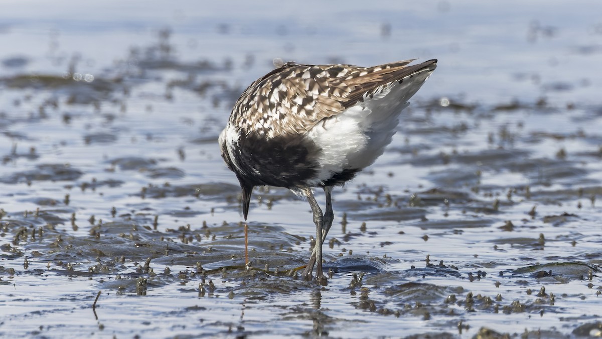 Black-bellied Plover - ML617546849