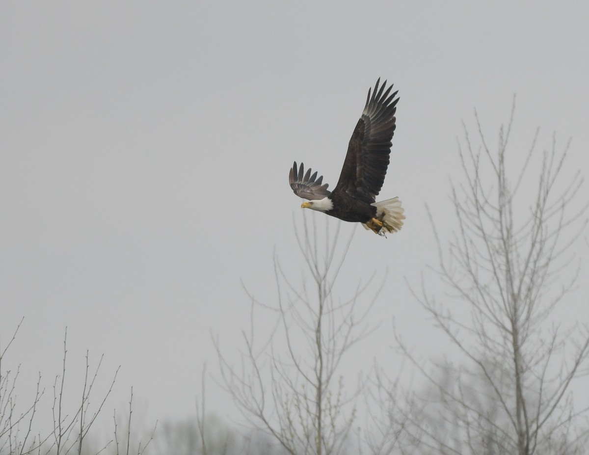 Bald Eagle - Lisa Klepacz