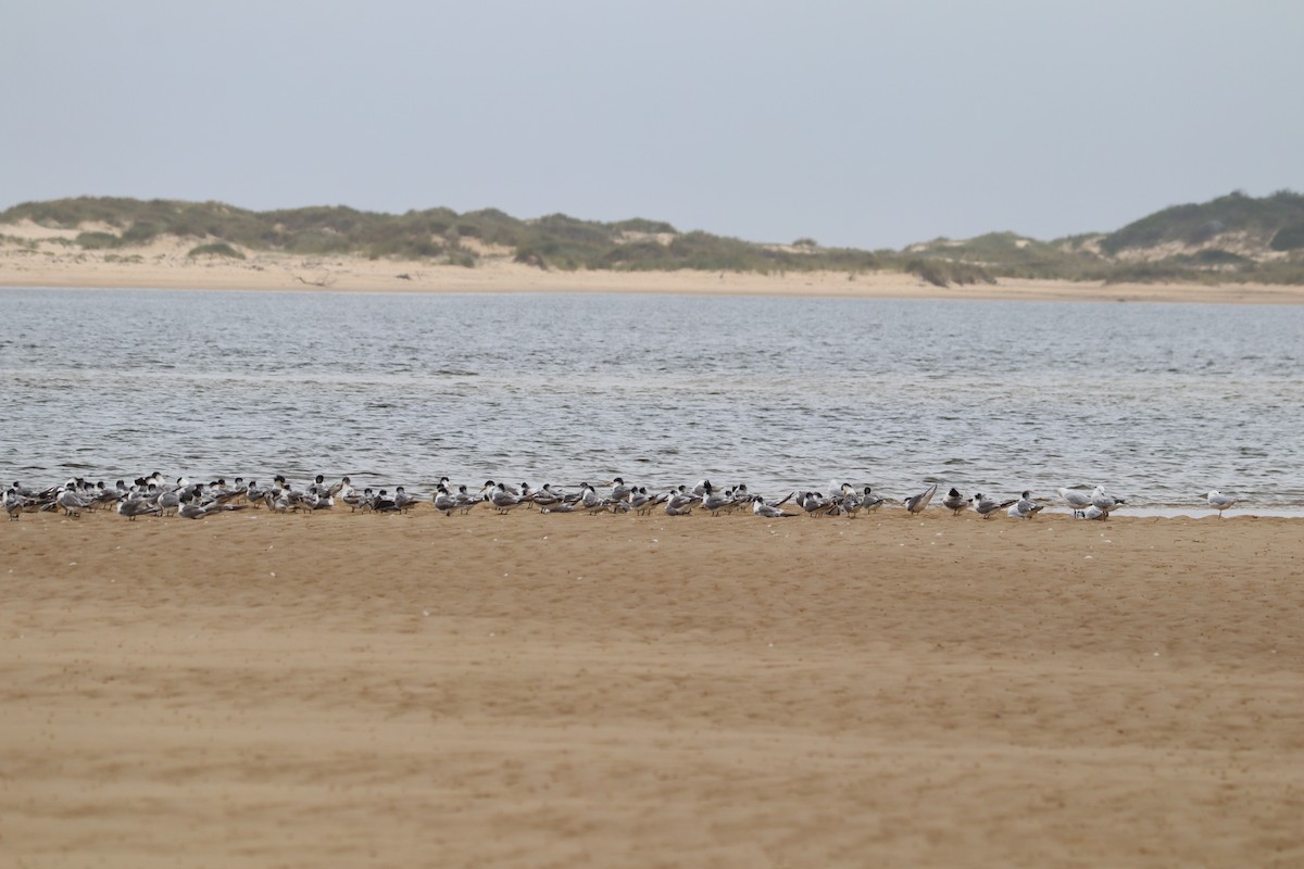 Great Crested Tern - ML617547048