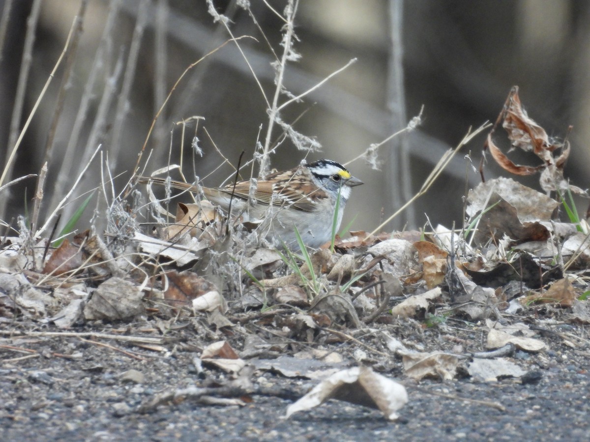 White-throated Sparrow - Dana Sterner