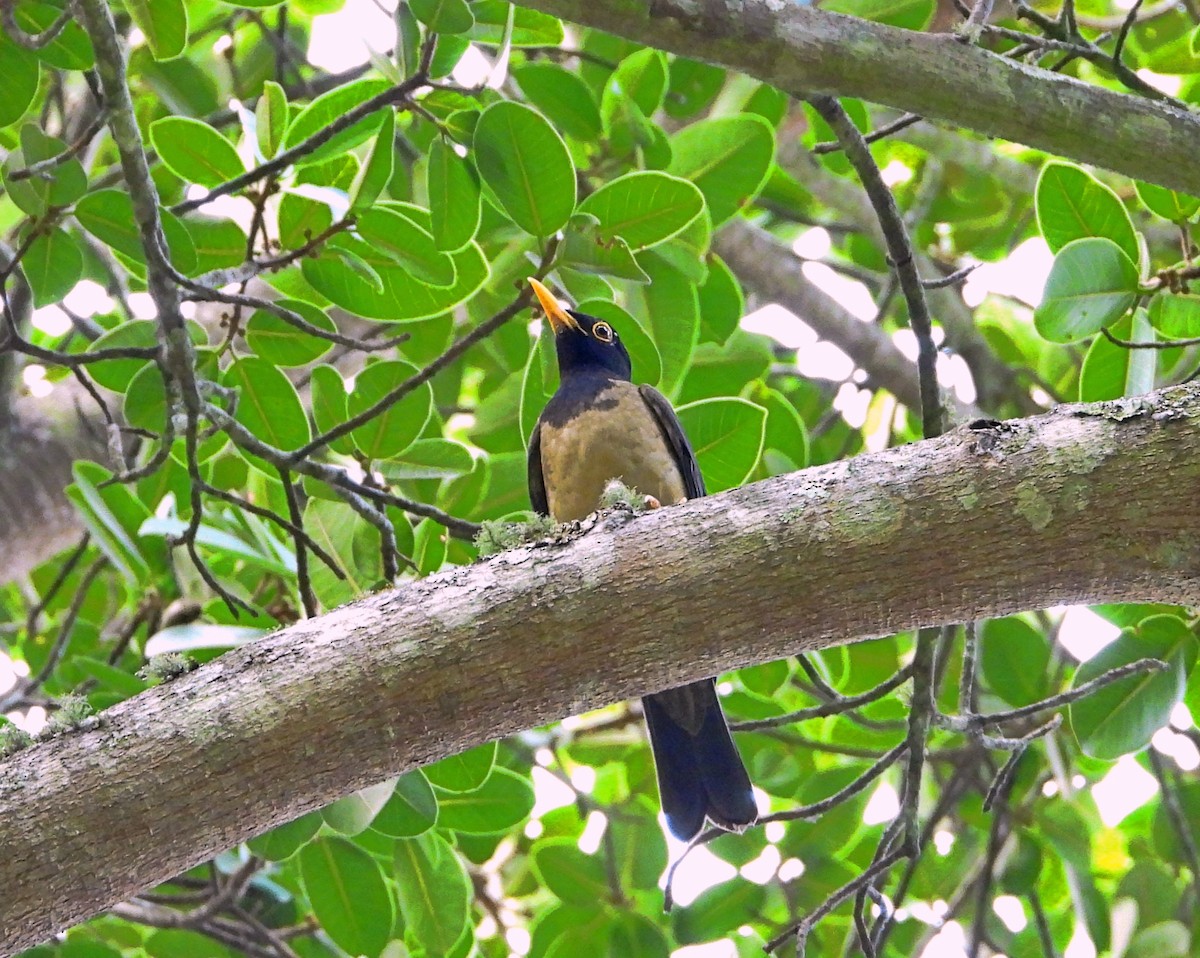 Black-hooded Thrush - Manuel Pérez R.