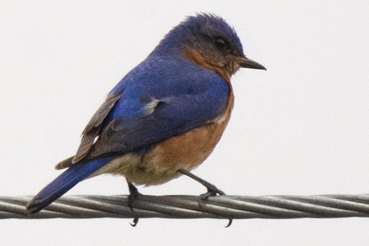 Eastern Bluebird - ML617547115