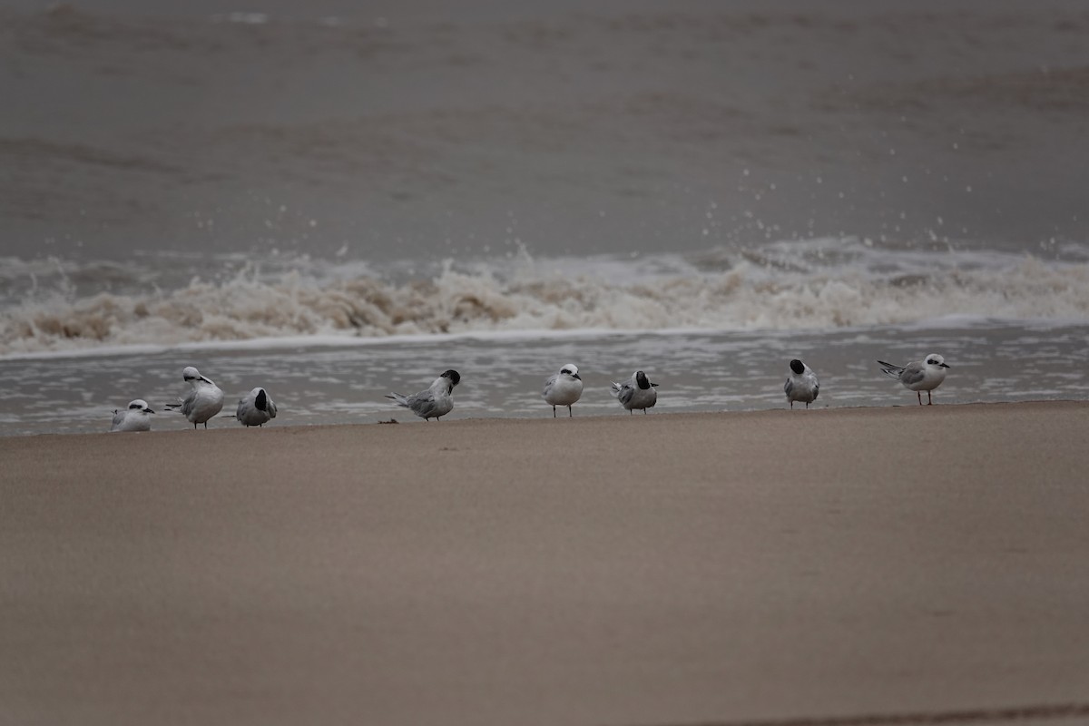 Common Tern - ML617547117