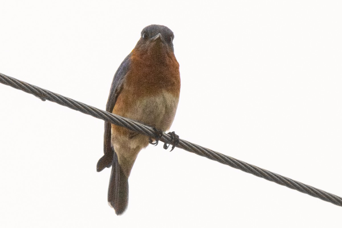 Eastern Bluebird - ML617547118