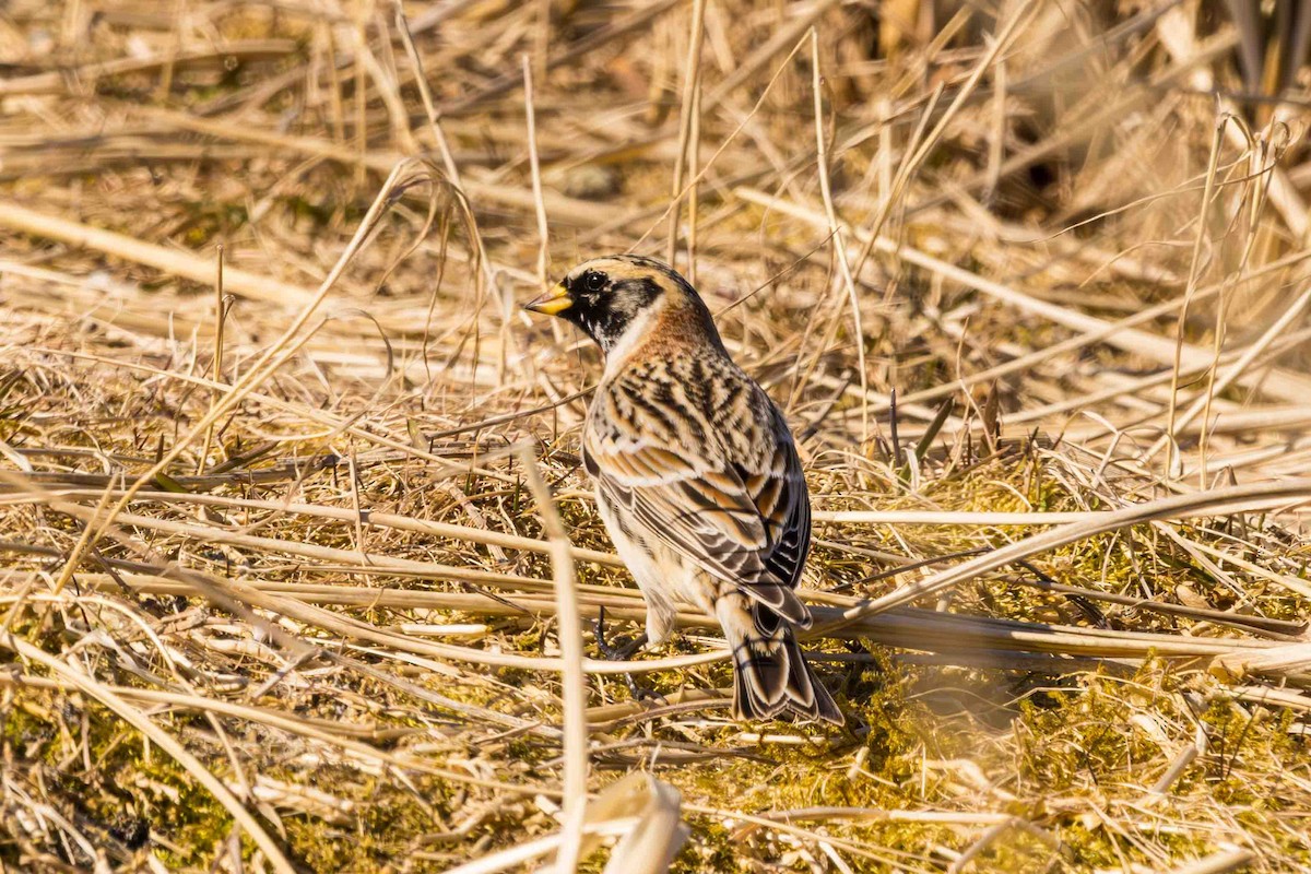 Lapland Longspur - ML617547135