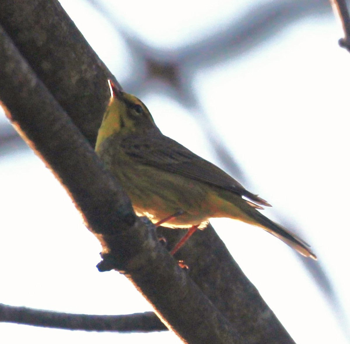 Palm Warbler - Theresa Gessing