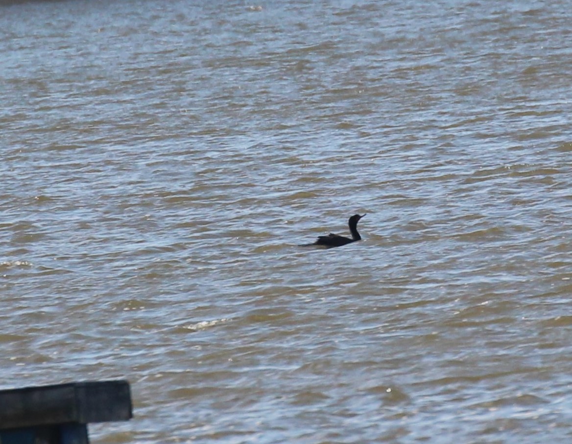 Double-crested Cormorant - Theresa Gessing