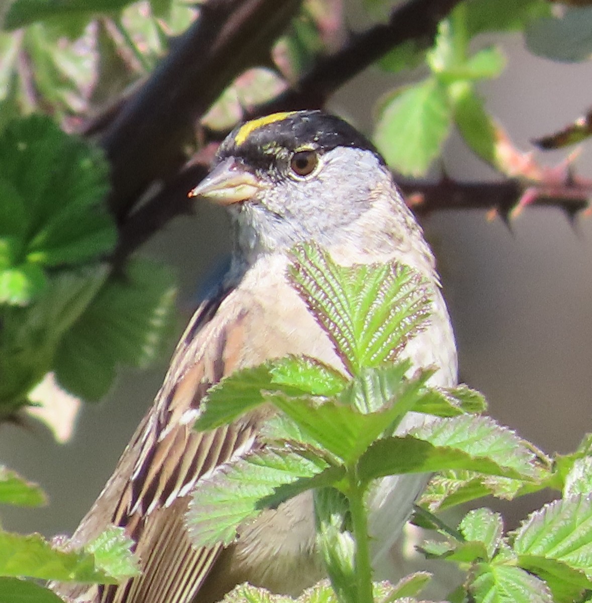 Golden-crowned Sparrow - ML617547176