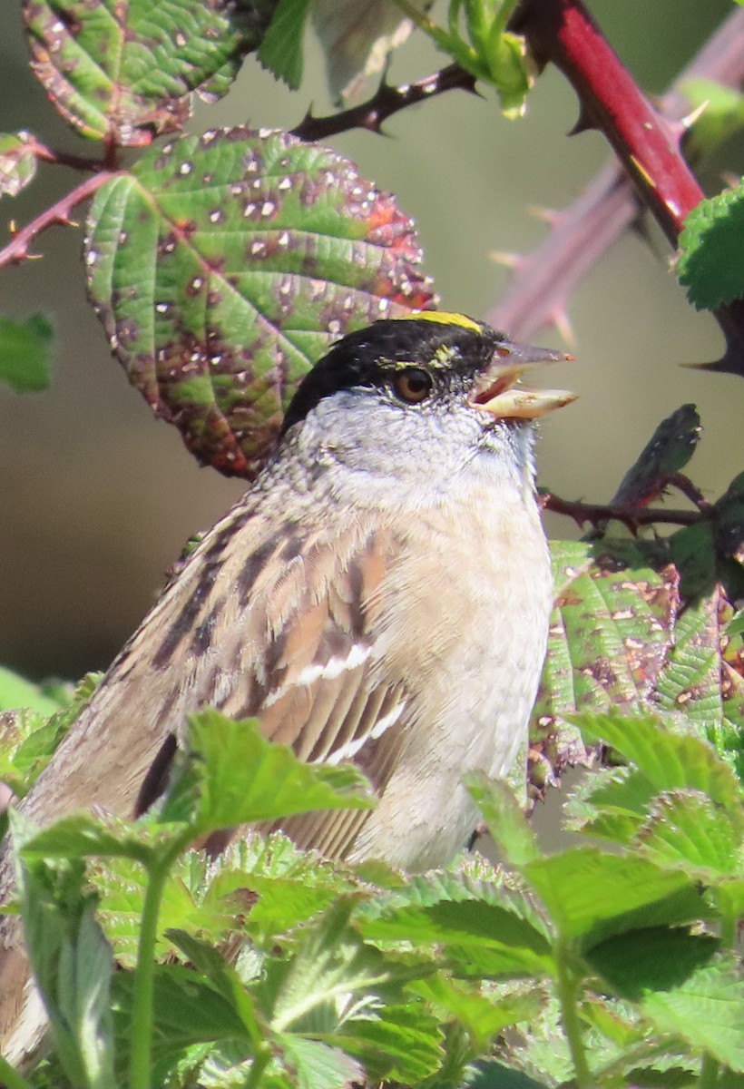 Golden-crowned Sparrow - ML617547177