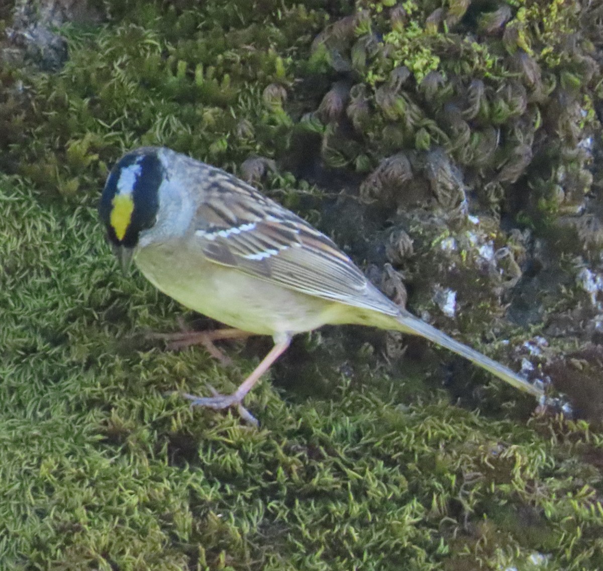 Golden-crowned Sparrow - ML617547179