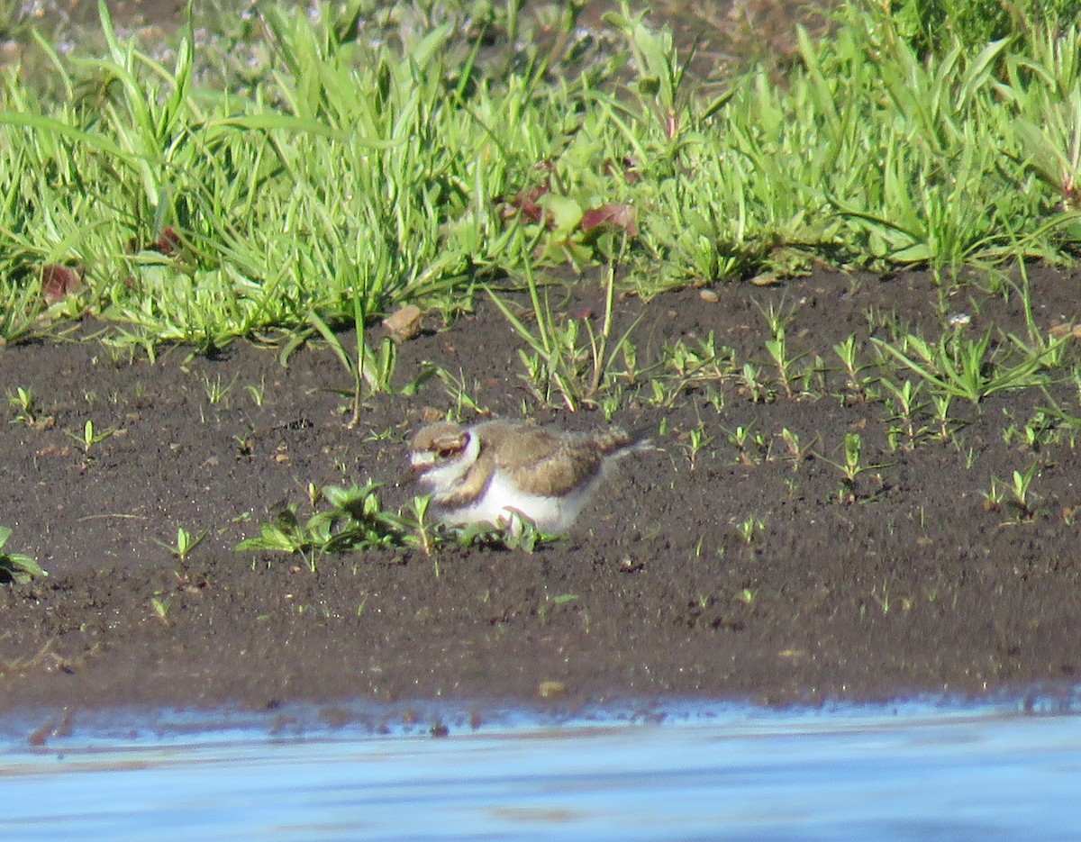 Killdeer - ML617547197