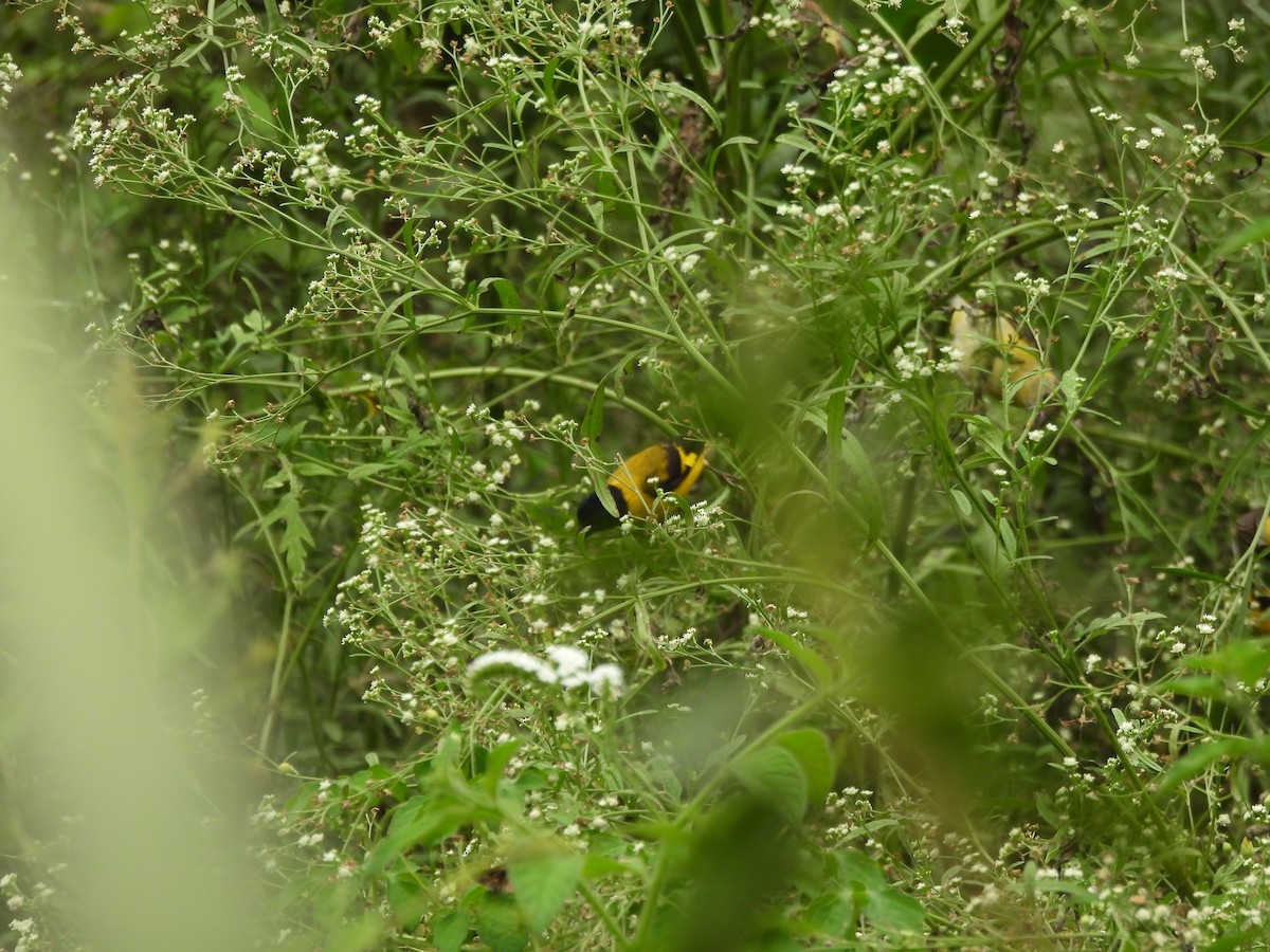 Saffron Siskin - ML617547206