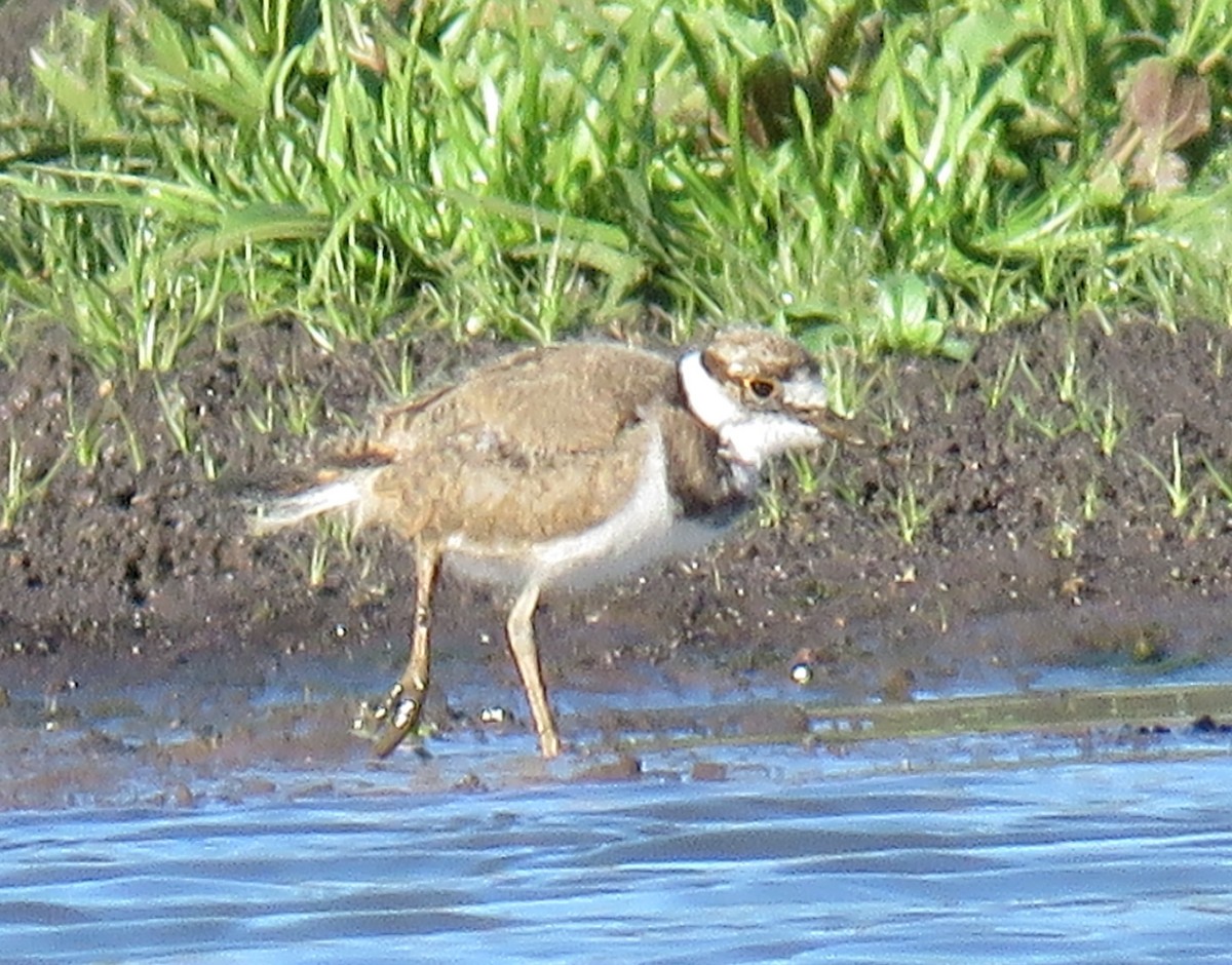 Killdeer - ML617547210