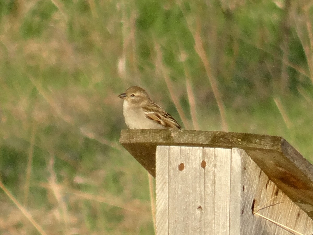 Moineau domestique - ML617547234