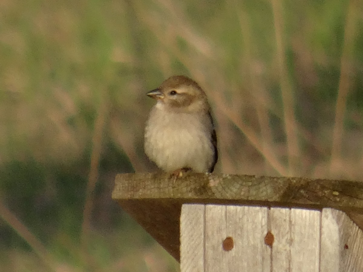 House Sparrow - ML617547238