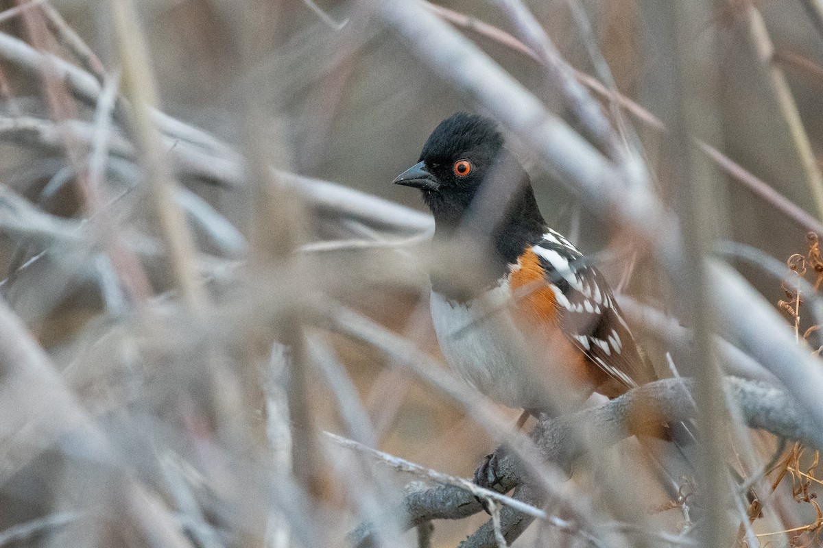 Spotted Towhee - Isaac Boardman