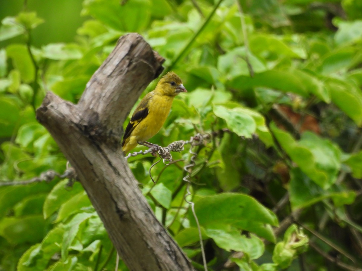 Saffron Siskin - Henry Estrella León