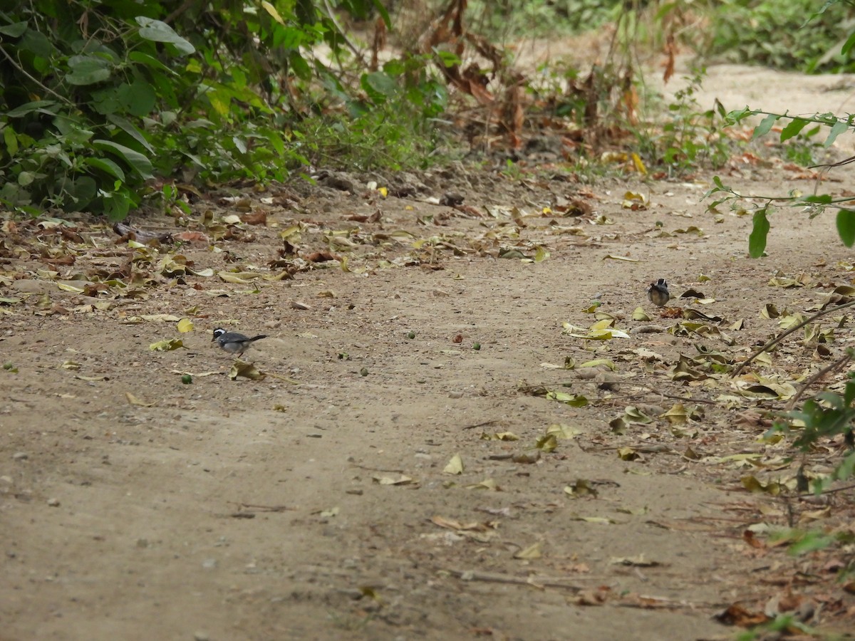 Black-capped Sparrow - ML617547256